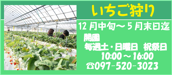 いちご狩りはこちら