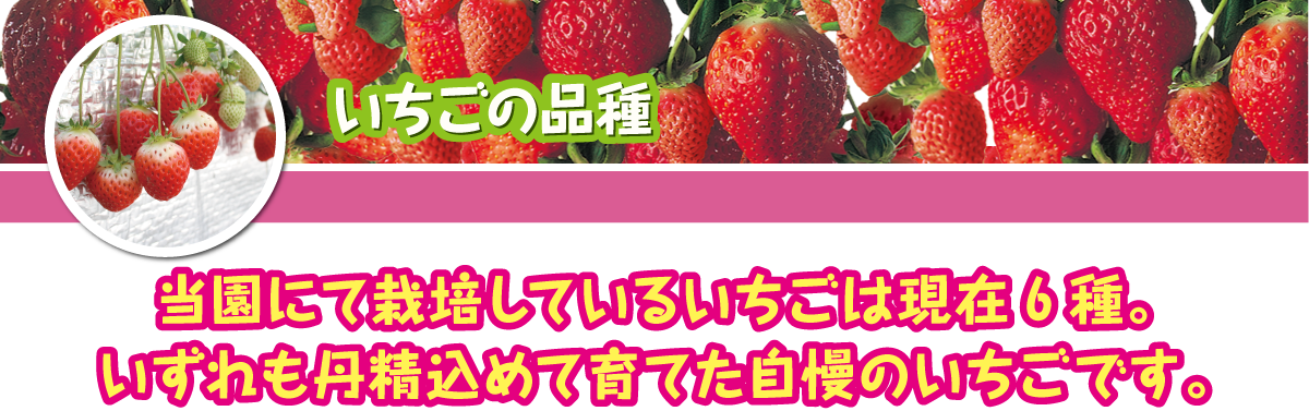 いちごの品種