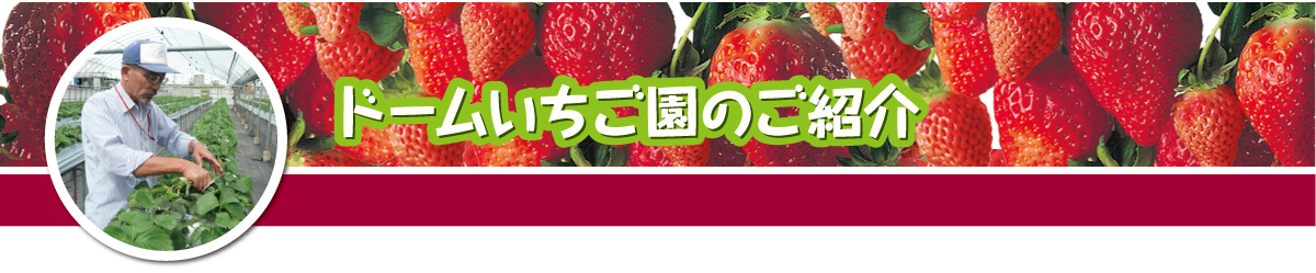 ドームいちご園のご紹介