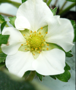 いちごの花